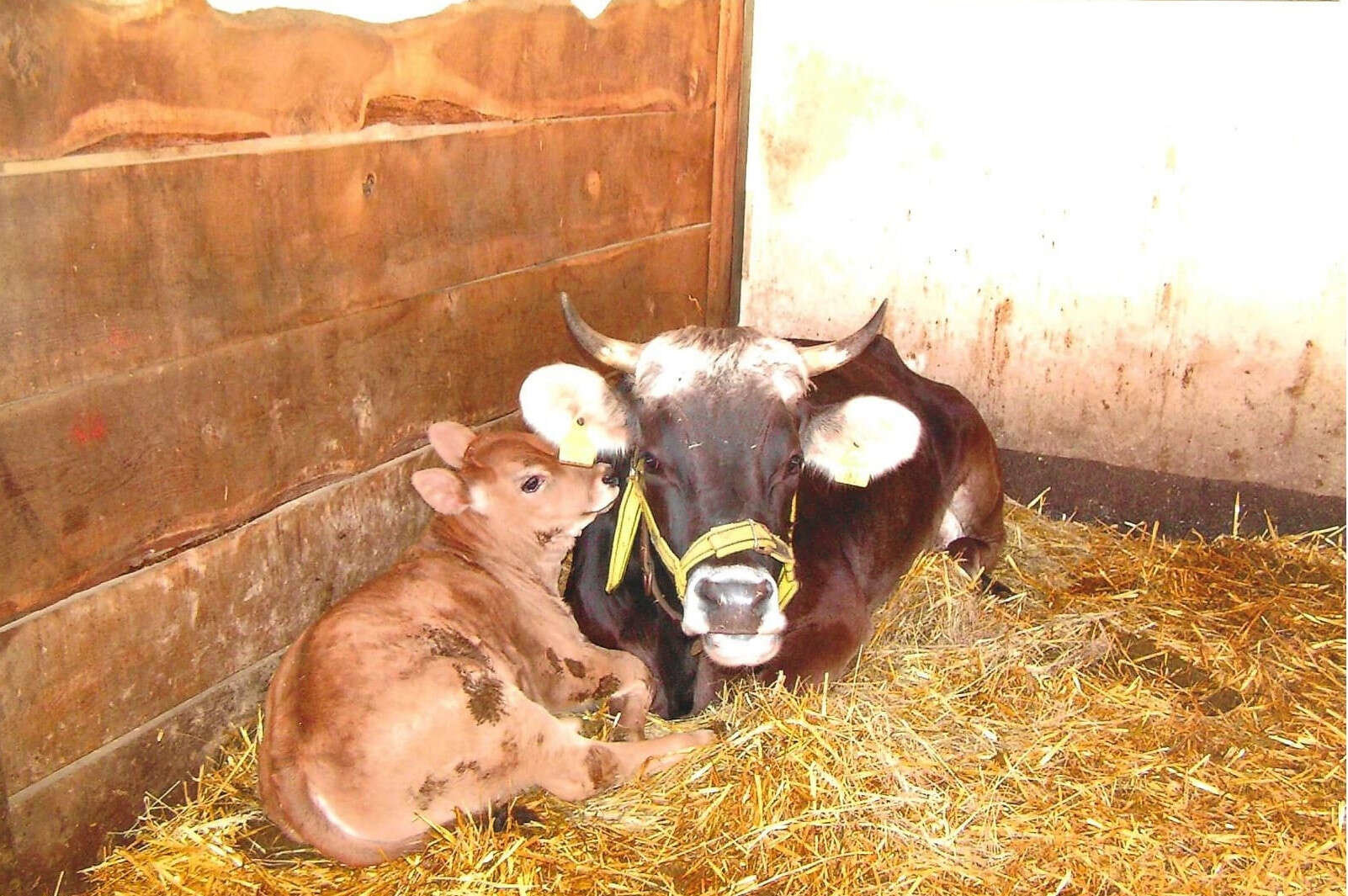 Kalb und Mutterkuh bei der Gärtnerei und Floristik Carmen Maria LEINER