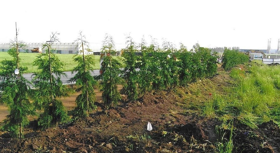 Hecke der Gärtnerei und Floristik Carmen Maria LEINER