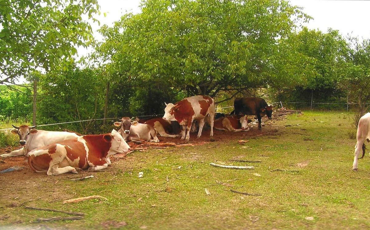 Landwirtschaftlicher Betrieb der Gärtnerei und Floristik Carmen Maria LEINER im Waldviertel